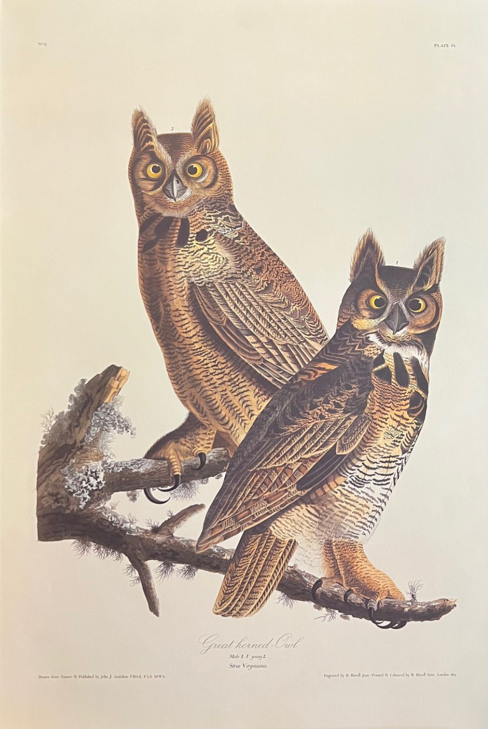 John James Audubon, Great Horned Owl