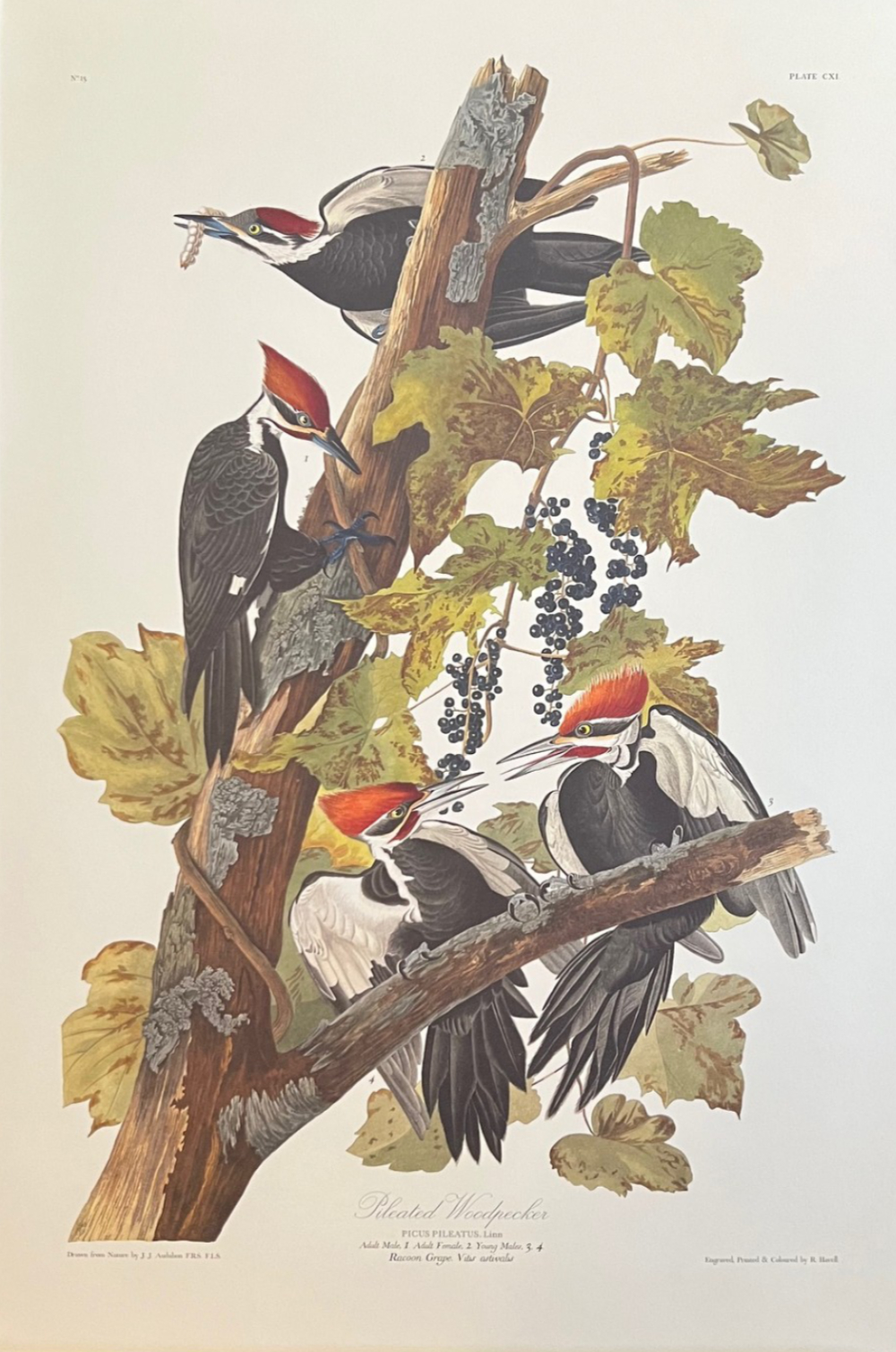 John James Audubon, Pileated Woodpecker