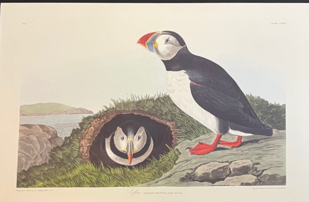 John James Audubon, Puffin