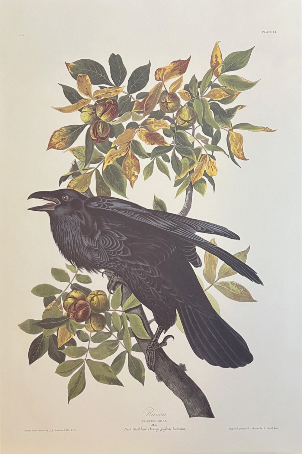 John James Audubon, Raven